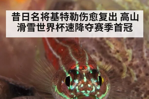昔日名将基特勒伤愈复出 高山滑雪世界杯速降夺赛季首冠